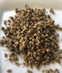 a pile of dried chamomile flowers on a white plate