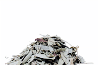 a pile of eucalyptus leaves on a white background