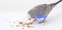 a blue and white parakeet is eating some seeds
